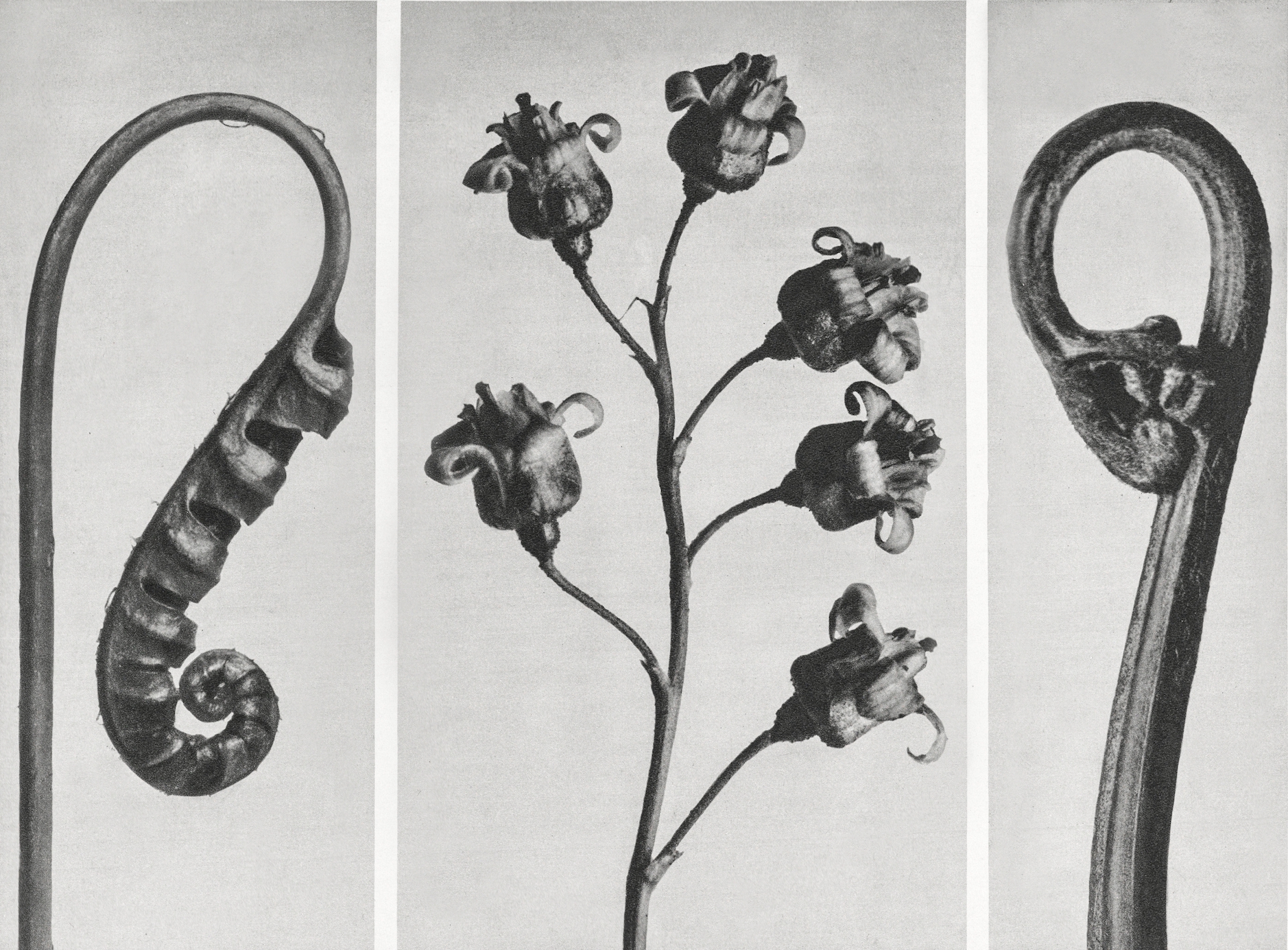 Polypodium Vulgare (Common Polypody or Adder's Fern) young frond enlarged 7 times from Urformen der Kunst (1928) by Karl Blossfeldt. Original from The Rijksmuseum. Digitally enhanced by rawpixel.